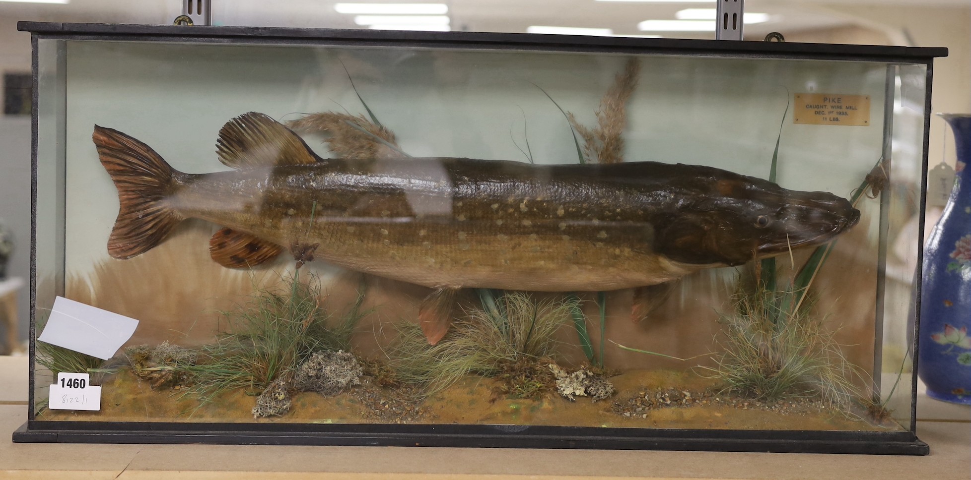 A taxidermy pike in natural riverbed setting. Plaque reads 'caught, Wire Mill, Dec 1st 1935, 11 lbs'. 94cm